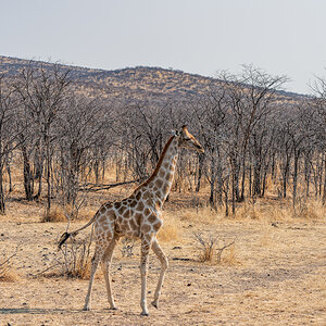 2025-09-25 046 Giraffe.jpg