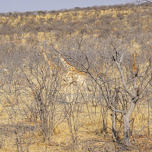 2025-09-25 052 Giraffes.jpg