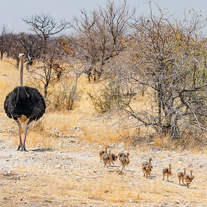 2025-09-25 064 Common Ostrich with Chicks.jpg