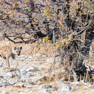 2025-09-26 038 Hyena.jpg