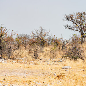 2025-09-26 057 Hyena.jpg