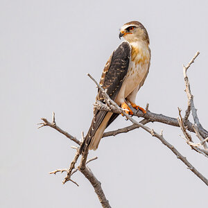 2025-09-26 061 Black-winged Kite.jpg