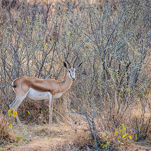 2025-09-24 060 Springbok.jpg