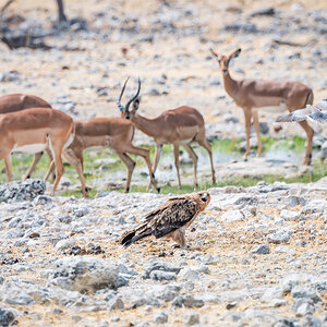 2025-09-26 083 Tawny Eagle.jpg
