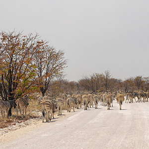 2025-09-26 126 Zebras.jpg