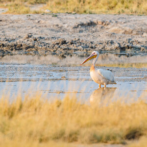 2025-09-27 004 Great White Pelican.jpg