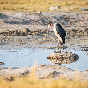 2025-09-27 006 Marabou Stork.jpg