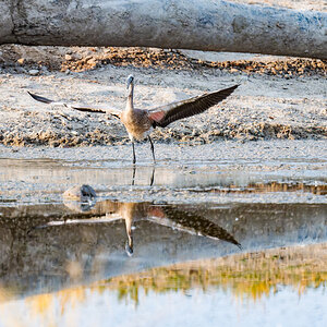 2025-09-27 022 Juvenile Lesser Flamingo Landing.jpg