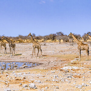 2025-09-27 073 Giraffes at Waterhole.jpg