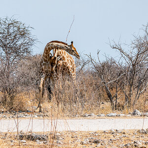 2025-09-27 075 Giraffes.jpg