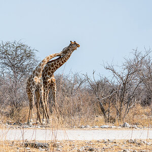 2025-09-27 078 Giraffes.jpg