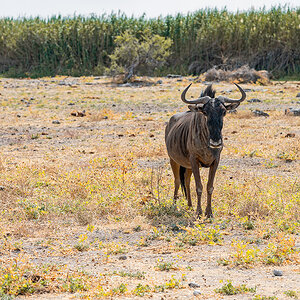 2025-09-27 079 Blue Wildebeest.jpg