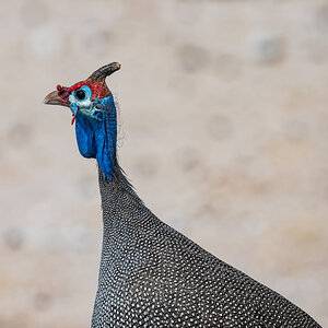 2025-09-27 084 Helmeted Guineafowl.jpg