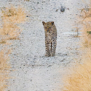 2025-09-27 092 Leopard.jpg