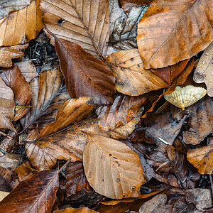 Ein Blatt, das keines ist