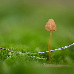 Pilz12.jpg