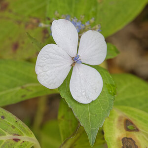 _Z508783_DxOAxl.jpg