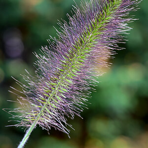 DSC_3079.jpg