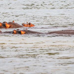 2025-09-28 037 Hippos in Okavango River.jpg