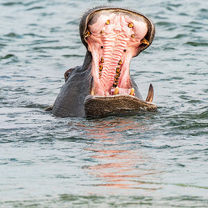 2025-09-28 040 Hippo in Okavango River.jpg