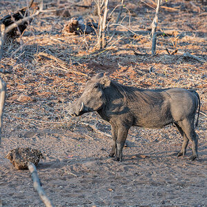 2025-09-29 001 Warthog.jpg