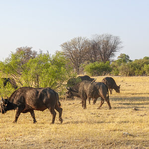 2025-09-29 013 Water Buffaloes.jpg