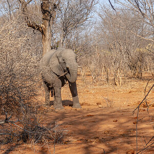 2025-09-29 038 Elephant.jpg