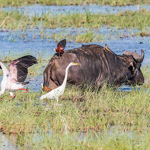 2025-09-29 056 Water Buffalo and Yellow-billed Stork and Great Egreat and African Jacanas and ...jpg