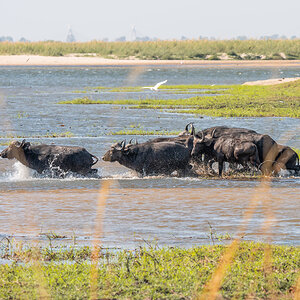 2025-09-29 070 Water Buffaloes.jpg
