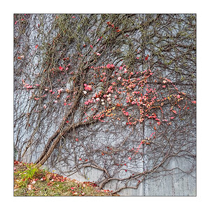 308/365 Fontaines D.C. – Oh Such A Spring © 2025 Sabine Lommatzsch