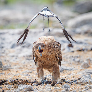 2025-09-26 100 Tawny Eagle Attacked by Blacksmith Lapwing.jpg