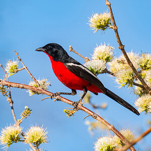 2025-09-29 008 Crimson-breasted Shrike.jpg