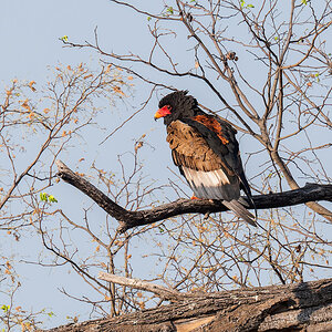2025-09-29 020 Bateleur.jpg