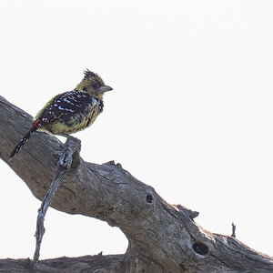2025-09-29 035 Crested Barbet.jpg