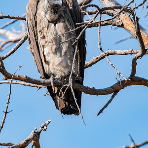 2025-09-29 044 White-backed Vulture.jpg