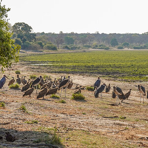 2025-09-29 047 Marabou Storks and Vultures.jpg