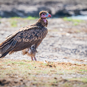 2025-09-29 048 Lappet-faced Vulture.jpg