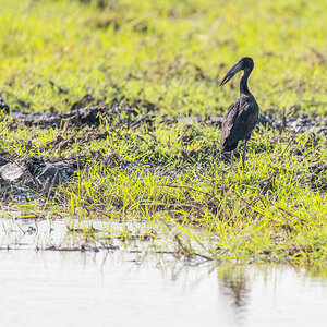 2025-09-29 052 African Openbill.jpg