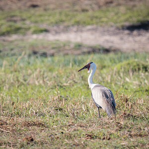 2025-09-29 054 Wattled Crane.jpg