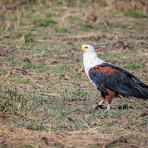 2025-09-29 059 African Fish Eagle.jpg
