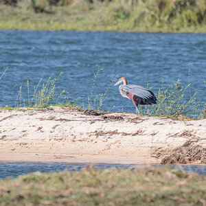 2025-09-29 063 Goliath Heron.jpg