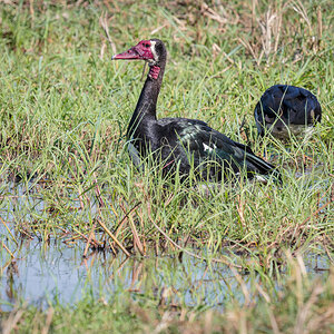 2025-09-29 065 Spur-winged Geese.jpg