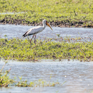 2025-09-29 073 Yellow-billed Stork.jpg