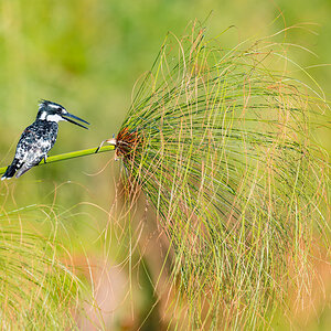 2025-09-30 037 Pied Kingfisher.jpg