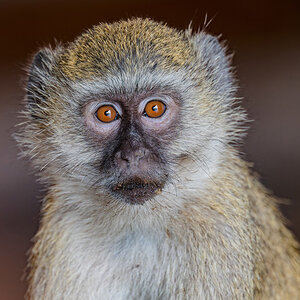 2025-10-01 069 Vervet Monkey.jpg