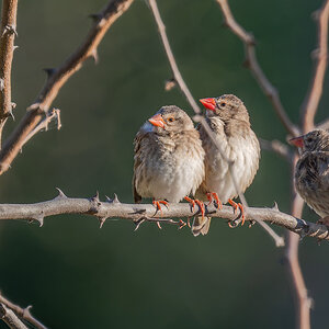 2025-10-02 003 Red-billed Queleas.jpg