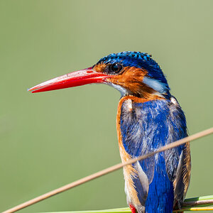 2025-10-02 049 Malachite Kingfisher.jpg