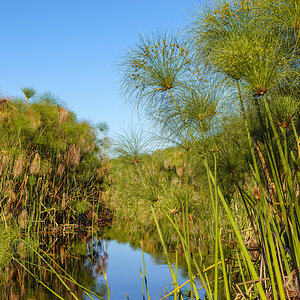 2025-10-02 069 In the Okavango Delta.jpg