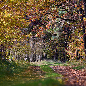 waldweg.jpg