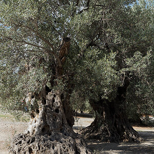 Ölbaum.jpg